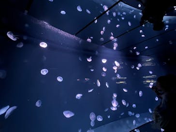 サンシャイン水族館に投稿された画像（2023/6/25）