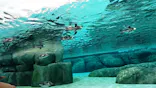 天王寺動物園に投稿された画像（2023/6/25）