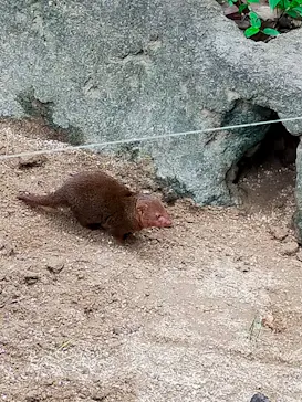 天王寺動物園に投稿された画像（2023/6/25）
