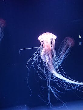 サンシャイン水族館に投稿された画像（2023/6/25）
