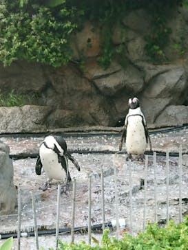 サンシャイン水族館に投稿された画像（2023/6/25）
