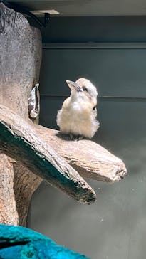 カワスイ 川崎⽔族館に投稿された画像（2023/6/25）