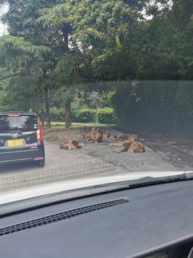 群馬サファリパークに投稿された画像（2023/6/25）