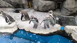仙台うみの杜水族館に投稿された画像（2023/6/25）