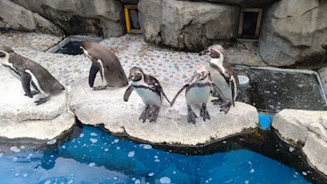 仙台うみの杜水族館に投稿された画像（2023/6/25）