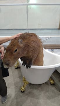 アニタッチみなとみらいに投稿された画像（2023/6/25）