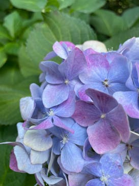 横浜イングリッシュガーデンに投稿された画像（2023/6/25）