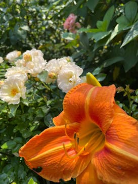 横浜イングリッシュガーデンに投稿された画像（2023/6/25）