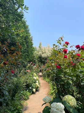 横浜イングリッシュガーデンに投稿された画像（2023/6/25）