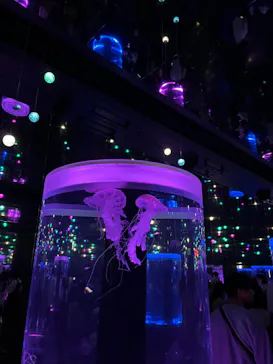 マクセル アクアパーク品川に投稿された画像（2023/6/25）