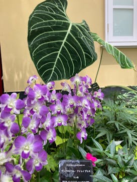 安城産業文化公園デンパークに投稿された画像（2023/6/25）