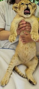 しろとり動物園に投稿された画像（2023/6/25）