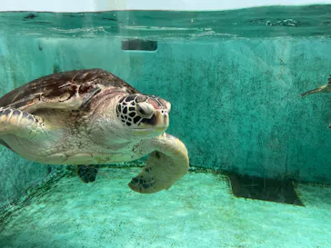 仙台うみの杜水族館に投稿された画像（2023/6/25）