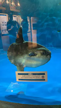仙台うみの杜水族館に投稿された画像（2023/6/25）