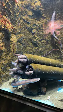 仙台うみの杜水族館に投稿された画像（2023/6/25）