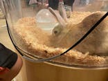 Moff animal cafe イオンモール幕張新都心店に投稿された画像（2023/6/26）