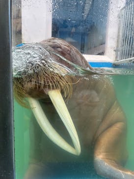 ゼロ距離水族館 伊勢シーパラダイスに投稿された画像（2023/6/25）