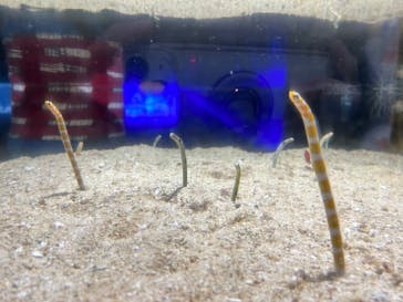 ゼロ距離水族館 伊勢シーパラダイスに投稿された画像（2023/6/25）