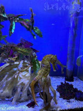 ゼロ距離水族館 伊勢シーパラダイスに投稿された画像（2023/6/25）