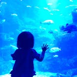 京都水族館に投稿された画像（2023/6/26）