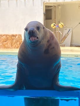 伊豆・三津シーパラダイスに投稿された画像（2023/6/25）