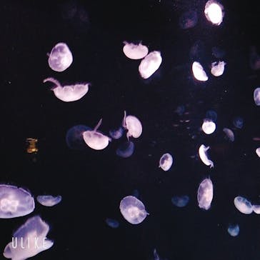 サンシャイン水族館に投稿された画像（2023/6/25）