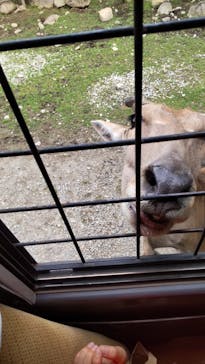 那須サファリパークに投稿された画像（2023/6/25）