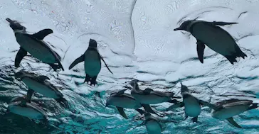 天王寺動物園に投稿された画像（2023/6/25）