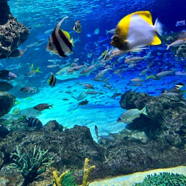 サンシャイン水族館に投稿された画像（2023/6/26）