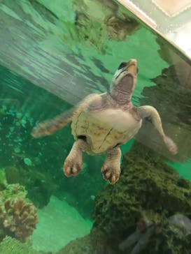 鴨川シーワールドに投稿された画像（2023/6/26）