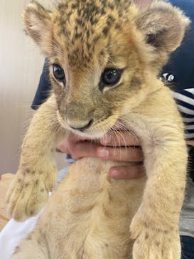 しろとり動物園に投稿された画像（2023/6/26）