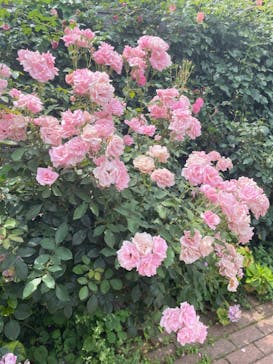 横浜イングリッシュガーデンに投稿された画像（2023/6/26）