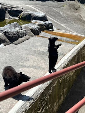 奥飛騨クマ牧場に投稿された画像（2023/6/26）