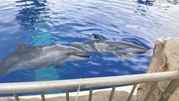 大分マリーンパレス水族館 「うみたまご」に投稿された画像（2023/6/26）
