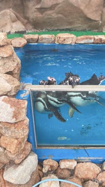 大分マリーンパレス水族館 「うみたまご」に投稿された画像（2023/6/26）