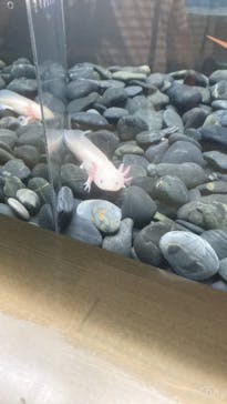 大分マリーンパレス水族館 「うみたまご」に投稿された画像（2023/6/26）