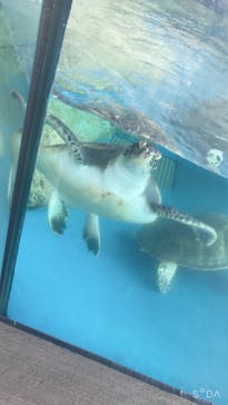 大分マリーンパレス水族館 「うみたまご」に投稿された画像（2023/6/26）