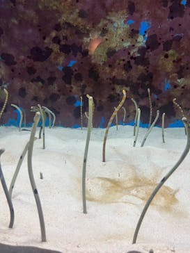 沖縄美ら海水族館に投稿された画像（2023/6/26）