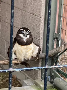 天王寺動物園に投稿された画像（2023/6/26）