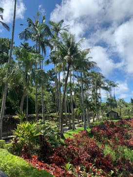 美らヤシパークオキナワ・東南植物楽園に投稿された画像（2023/6/26）