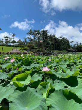 美らヤシパークオキナワ・東南植物楽園に投稿された画像（2023/6/26）