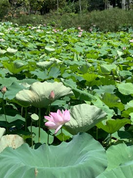 美らヤシパークオキナワ・東南植物楽園に投稿された画像（2023/6/26）