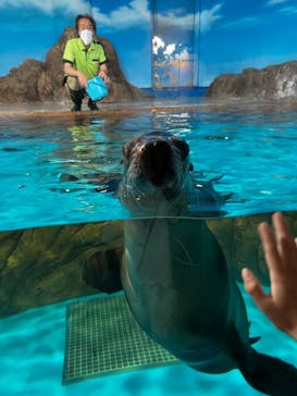 しながわ水族館に投稿された画像（2023/6/26）