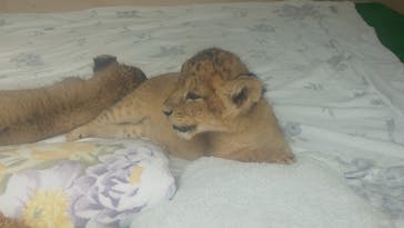 しろとり動物園に投稿された画像（2023/6/26）