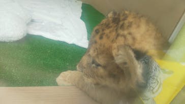 しろとり動物園に投稿された画像（2023/6/26）