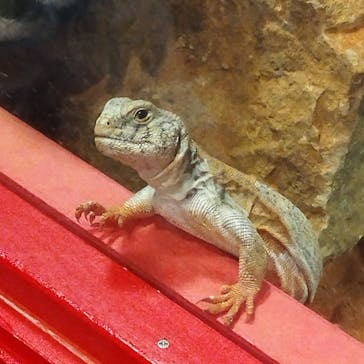 NARA IKIMONO MUSEUMに投稿された画像（2023/6/26）