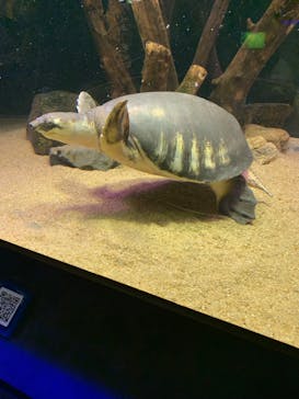 カワスイ 川崎⽔族館に投稿された画像（2023/6/26）