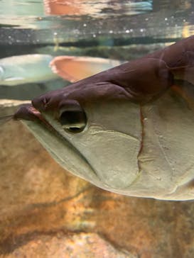 カワスイ 川崎⽔族館に投稿された画像（2023/6/26）