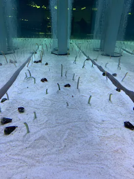 すみだ水族館に投稿された画像（2023/6/26）