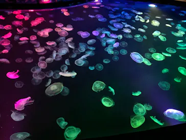 すみだ水族館に投稿された画像（2023/6/26）